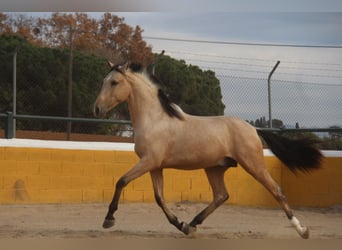 PRE Mix, Hengst, 2 Jaar, 160 cm, Falbe