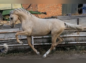 PRE Mix, Hengst, 2 Jaar, 160 cm, Palomino