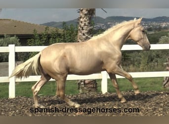 PRE, Hengst, 2 Jaar, 160 cm, Palomino