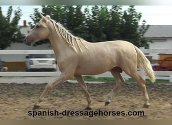 PRE, Hengst, 2 Jaar, 160 cm, Palomino