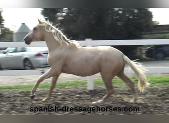 PRE, Hengst, 2 Jaar, 160 cm, Palomino