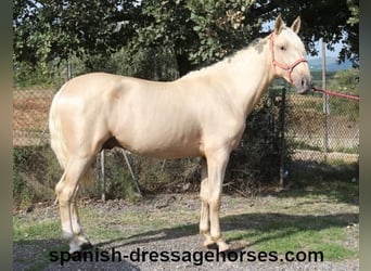 PRE, Hengst, 2 Jaar, 160 cm, Palomino