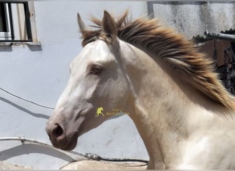 PRE, Hengst, 2 Jaar, 160 cm, Pearl