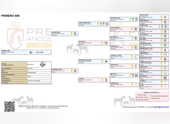 PRE, Hengst, 2 Jaar, 160 cm, Schimmel