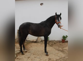 PRE Mix, Hengst, 2 Jaar, 160 cm, Schimmel