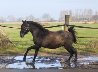 PRE Mix, Hengst, 2 Jaar, 160 cm, Schimmel