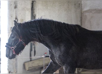 PRE Mix, Hengst, 2 Jaar, 160 cm, Schimmel