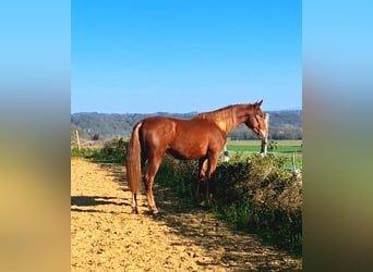 PRE, Hengst, 2 Jaar, 160 cm, Vos