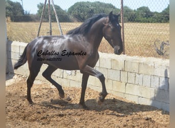 PRE Mix, Hengst, 2 Jaar, 160 cm, Zwart