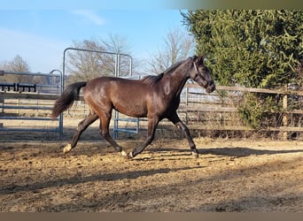 PRE Mix, Hengst, 2 Jaar, 160 cm, Zwart