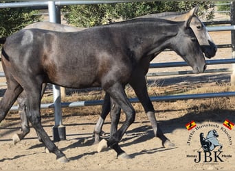 PRE, Hengst, 2 Jaar, 160 cm, Zwartschimmel