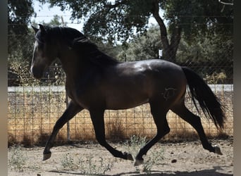 PRE, Hengst, 2 Jaar, 161 cm, Appelschimmel