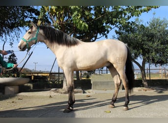 PRE Mix, Hengst, 2 Jaar, 161 cm