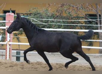 PRE, Hengst, 2 Jaar, 161 cm