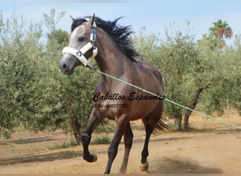 PRE, Hengst, 2 Jaar, 162 cm, Brown Falb schimmel