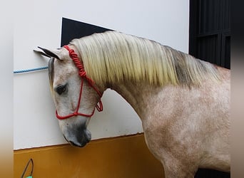 PRE, Hengst, 2 Jaar, 162 cm, Brown Falb schimmel