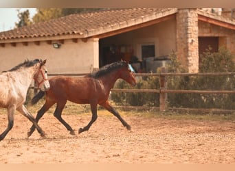 PRE, Hengst, 2 Jaar, 162 cm, Bruin