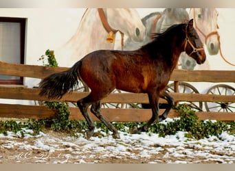 PRE Mix, Hengst, 2 Jaar, 162 cm, Bruin