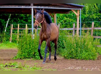 PRE Mix, Hengst, 2 Jaar, 162 cm, Bruin