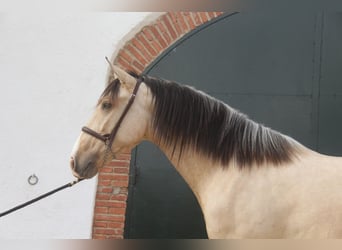 PRE Mix, Hengst, 2 Jaar, 162 cm, Falbe