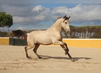 PRE Mix, Hengst, 2 Jaar, 162 cm, Falbe