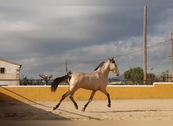 PRE Mix, Hengst, 2 Jaar, 162 cm, Falbe