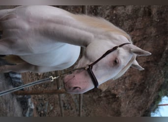 PRE Mix, Hengst, 2 Jaar, 162 cm, Perlino