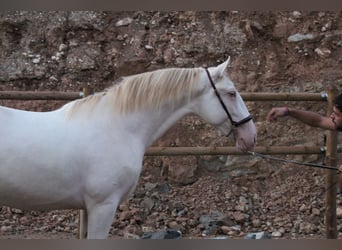 PRE Mix, Hengst, 2 Jaar, 162 cm, Perlino