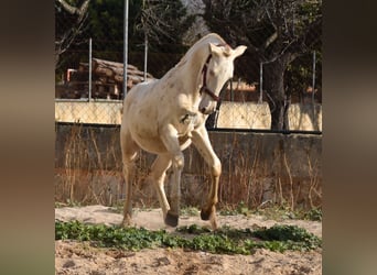 PRE, Hengst, 2 Jaar, 162 cm, Perlino