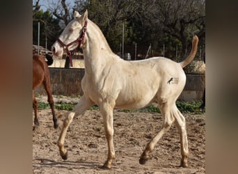 PRE, Hengst, 2 Jaar, 162 cm, Perlino