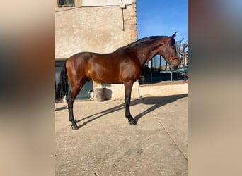 PRE Mix, Hengst, 2 Jaar, 162 cm, Roodbruin