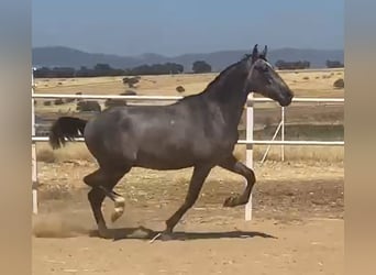 PRE, Hengst, 2 Jaar, 162 cm, Schimmel