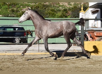 PRE Mix, Hengst, 2 Jaar, 162 cm, Schimmel