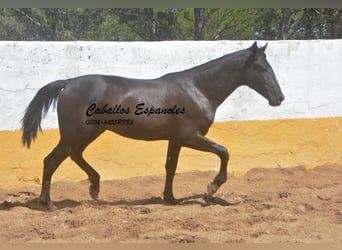 PRE Mix, Hengst, 2 Jaar, 162 cm, Zwart