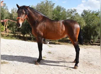 PRE Mix, Hengst, 2 Jaar, 163 cm