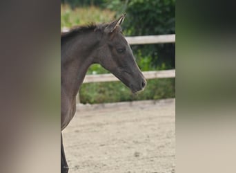 PRE Mix, Hengst, 2 Jaar, 163 cm, Brown Falb schimmel