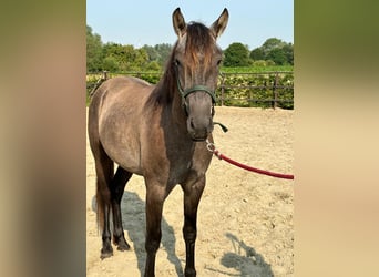 PRE Mix, Hengst, 2 Jaar, 163 cm, Brown Falb schimmel