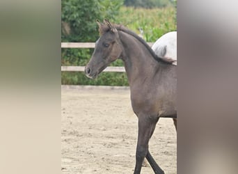 PRE Mix, Hengst, 2 Jaar, 163 cm, Brown Falb schimmel