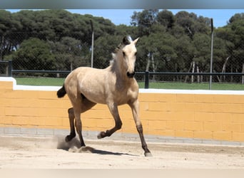 PRE Mix, Hengst, 2 Jaar, 163 cm, Falbe