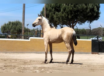 PRE Mix, Hengst, 2 Jaar, 163 cm, Falbe