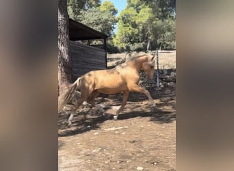 PRE Mix, Hengst, 2 Jaar, 163 cm, Palomino