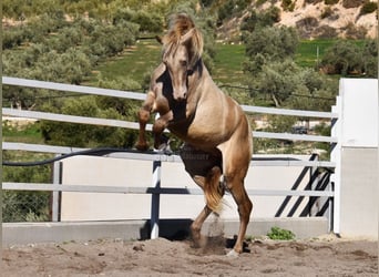 PRE, Hengst, 2 Jaar, 163 cm, Pearl