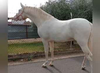 PRE, Hengst, 2 Jaar, 163 cm, Perlino