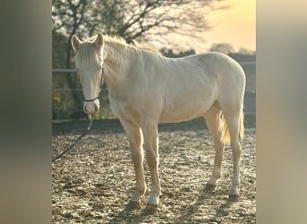 PRE Mix, Hengst, 2 Jaar, 163 cm, Perlino