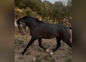 PRE Mix, Hengst, 2 Jaar, 163 cm, Schimmel PRE Mix, Hengst, 2 Jaar, 163 cm, Schimmel