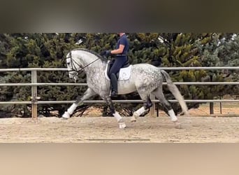 PRE Mix, Hengst, 2 Jaar, 163 cm, Schimmel PRE Mix, Hengst, 2 Jaar, 163 cm, Schimmel