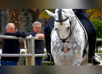 PRE Mix, Hengst, 2 Jaar, 163 cm, Schimmel PRE Mix, Hengst, 2 Jaar, 163 cm, Schimmel