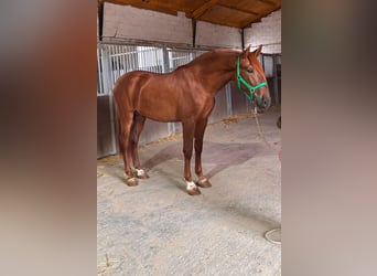 PRE Mix, Hengst, 2 Jaar, 163 cm, Vos