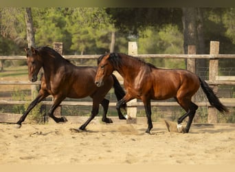 PRE Mix, Hengst, 2 Jaar, 164 cm, Bruin