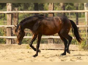 PRE Mix, Hengst, 2 Jaar, 164 cm, Bruin